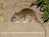 View of a rat