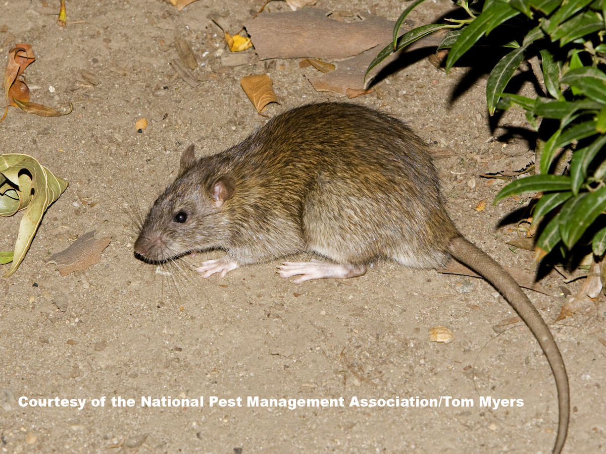 Norwegian Rats Size Norway Rats: Control & Prevention Information for Rats