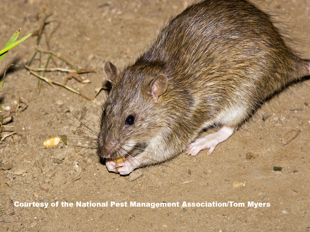 Norway Rats Control Prevention Information For Rats