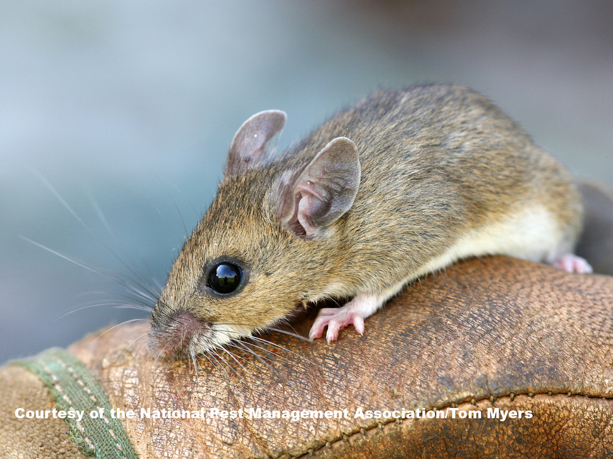 Deer Mice Prevention Control Deer Mouse Pest Profile