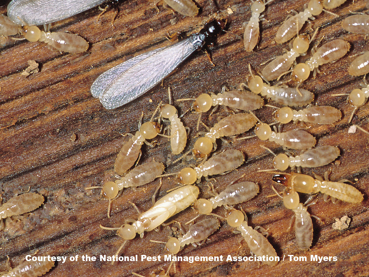 Subterranean Termites: Damage, Prevention, & Control: NPMA