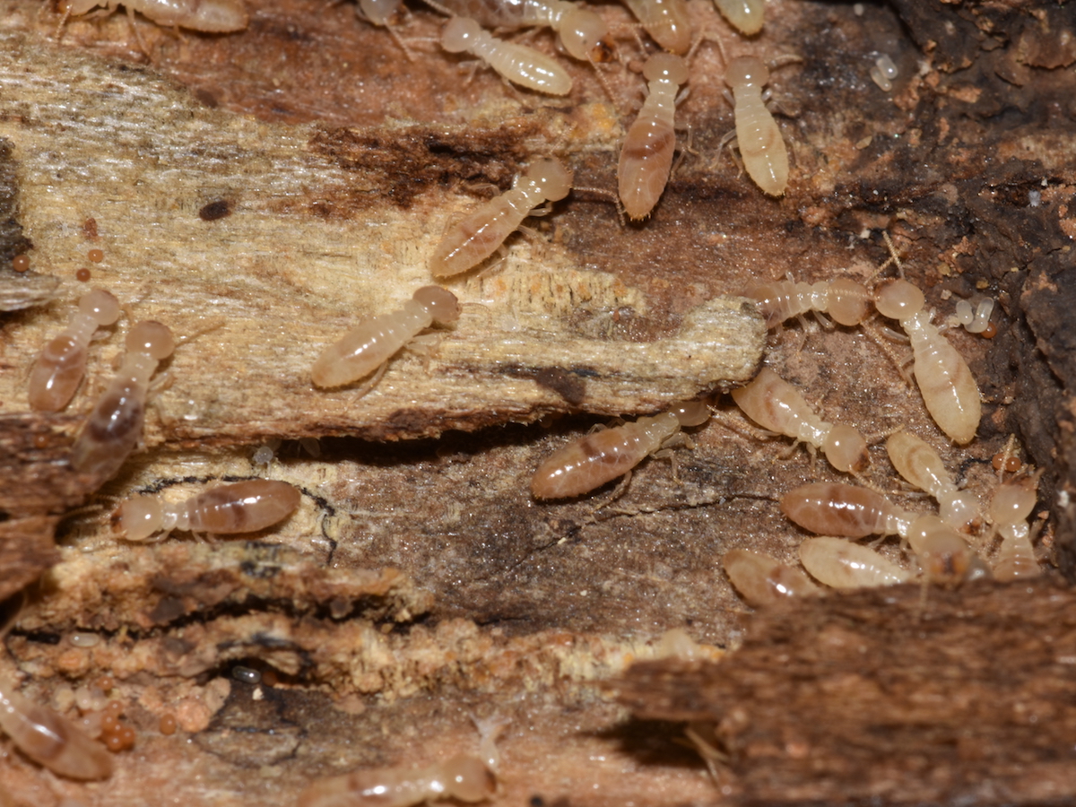 How to Tell Old Termite Damage Vs. New Termite Damage