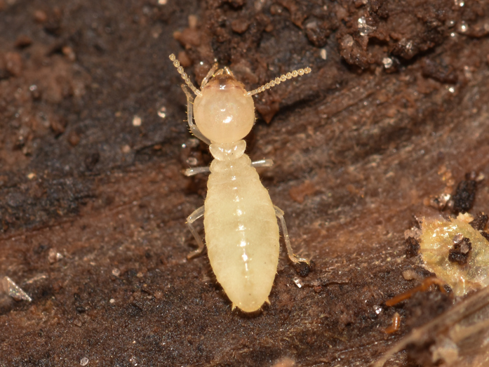 Formosan termite