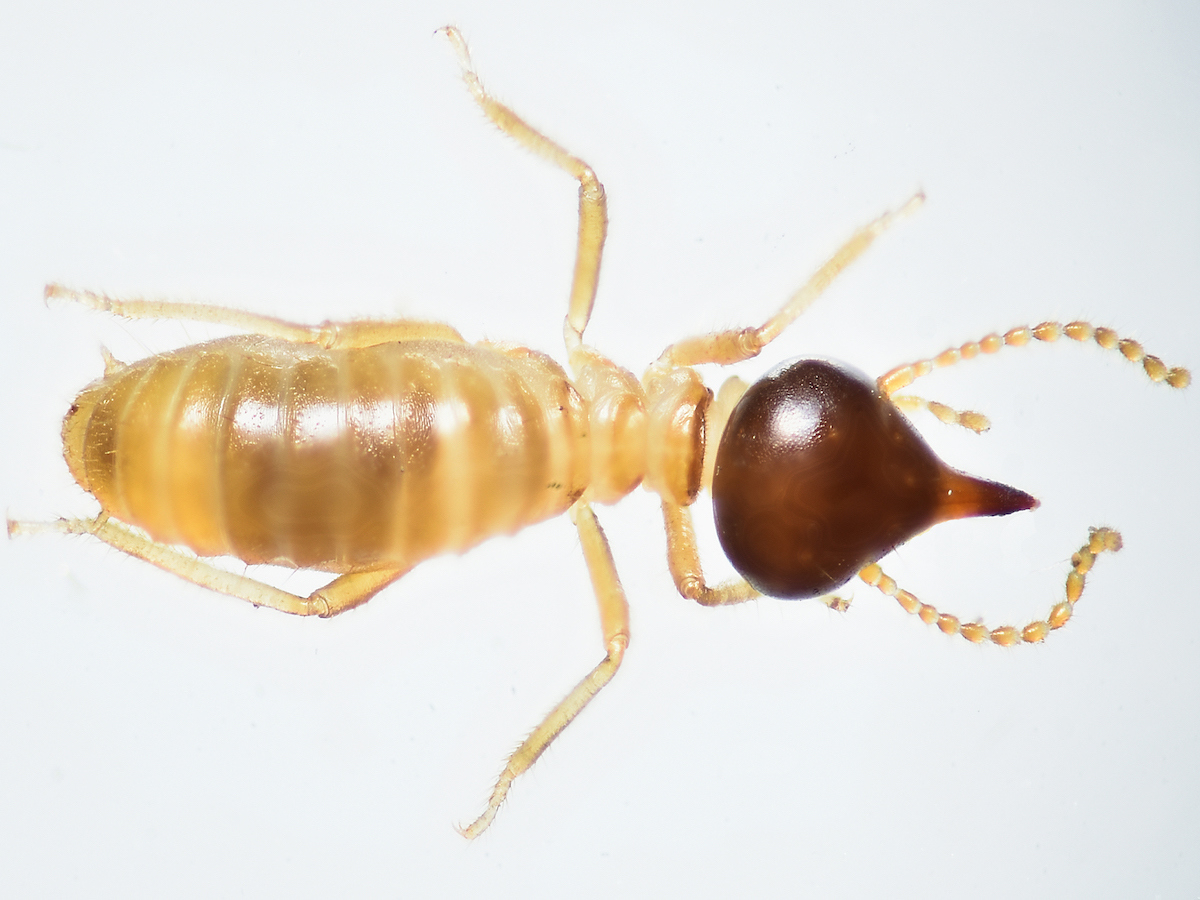 Conehead Termites: Identification & Control of Termites