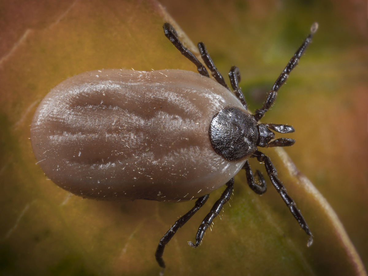 Brown Dog Ticks: Removal, Treatment, Prevention of Dog Ticks