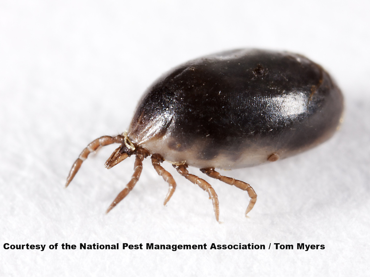 Blacklegged Deer Ticks Removal And Control Of Deer Ticks