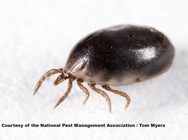 Close-up of tick