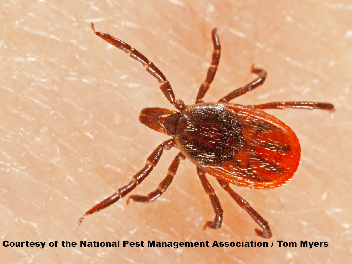 Blacklegged Deer Ticks Removal And Control Of Deer Ticks