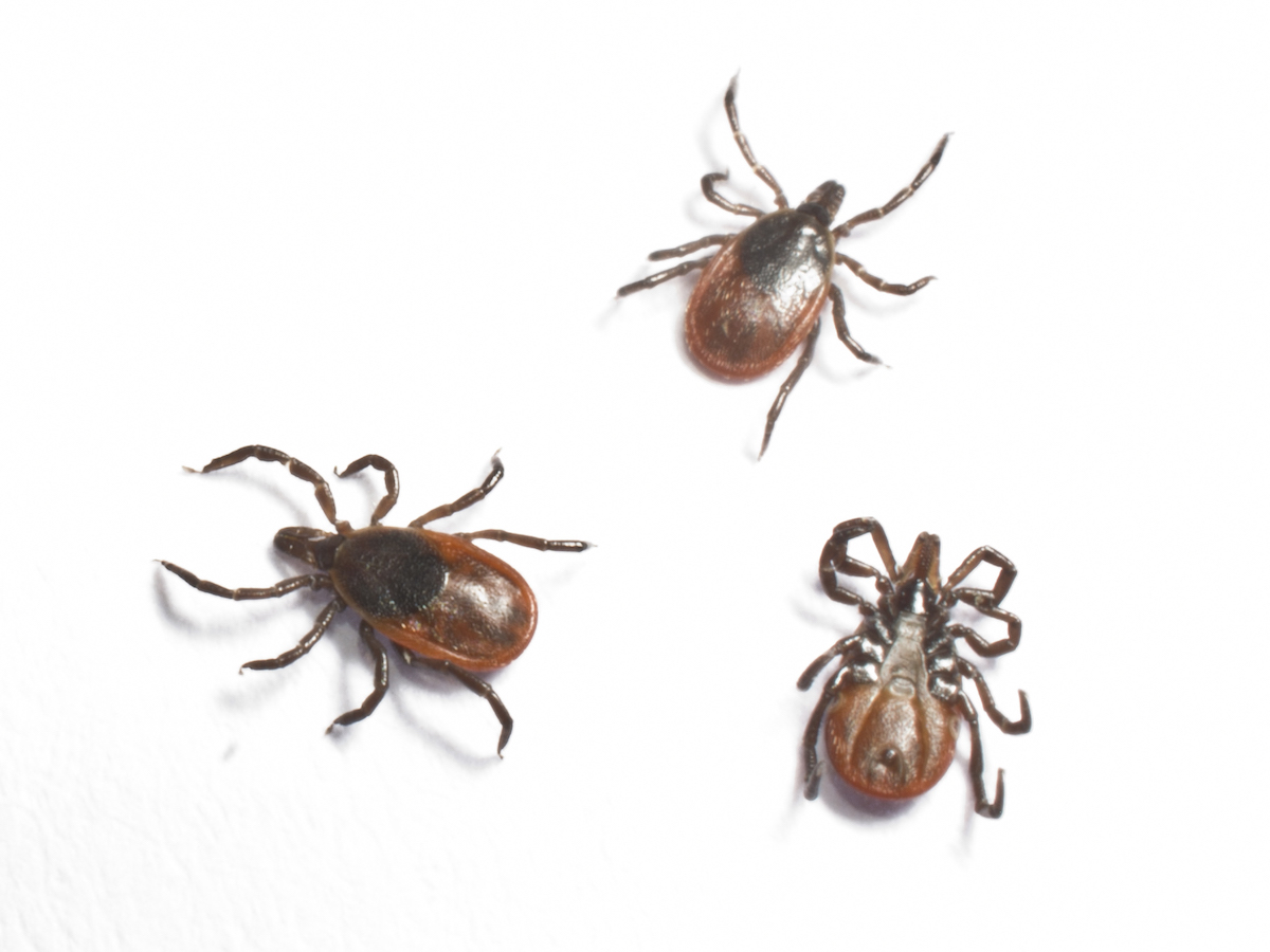 Blacklegged Deer Ticks Removal And Control Of Deer Ticks