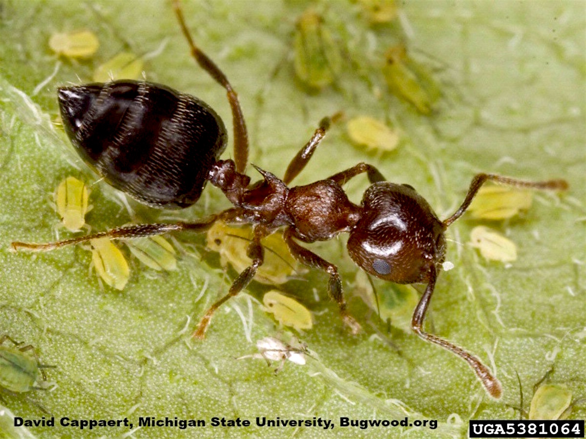 Acrobat Ant_InsectImages.org.jpg