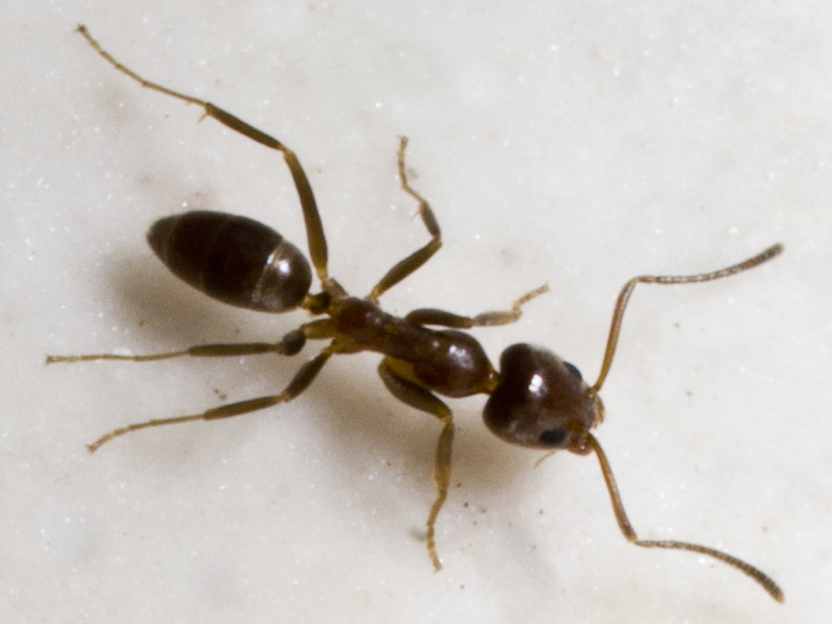 Argentine Ants Argentine Ant Pest Control Information