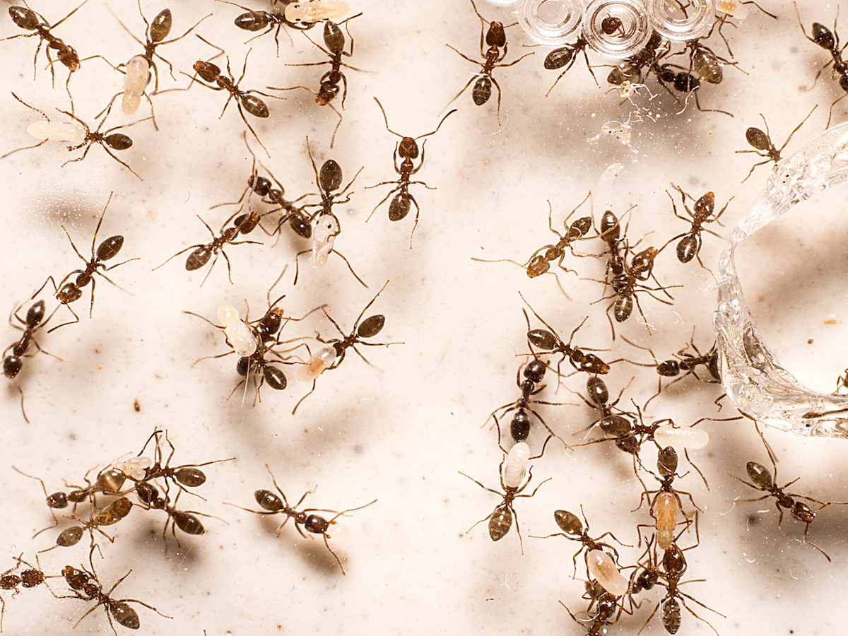 Argentine Ants Argentine Ant Pest Control Information
