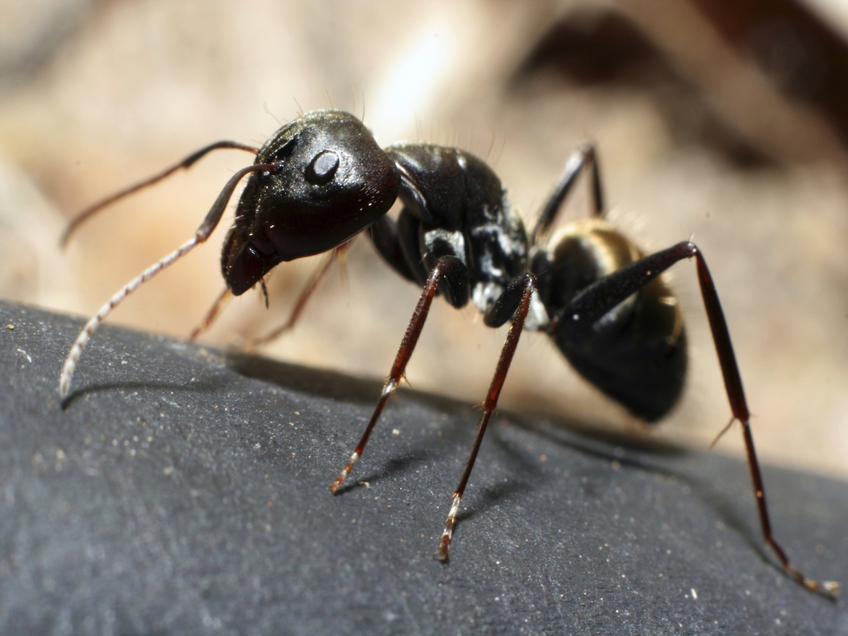 Signs of Carpenter Ants: How to Get Rid of Carpenter Ants