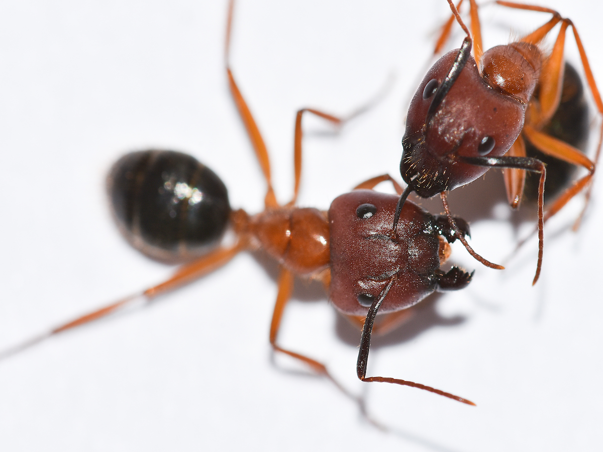 carpenter ants in garden bed