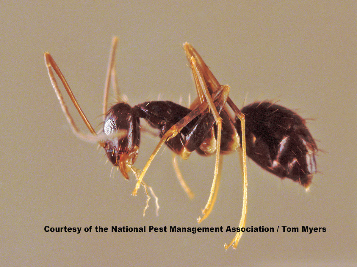 Crazy Ant.jpg