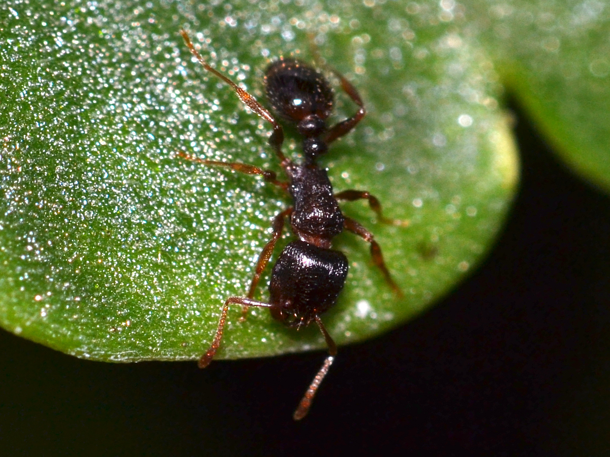 Pavement Ant Control Pavement Ants Pest Guide Profile