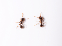 Two pavement ants