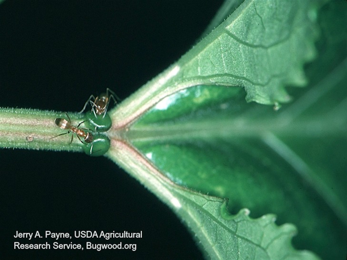 Pyramid Ant_InsectImages.org.jpg