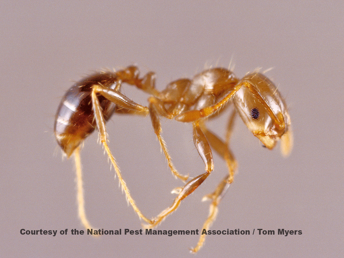 Fire ant