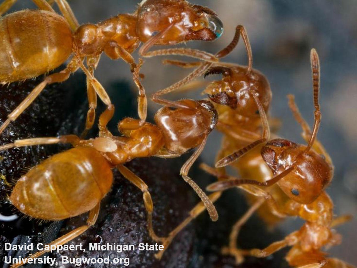 Yellow Citronella Ants How To Get Rid Of Yellow Ants