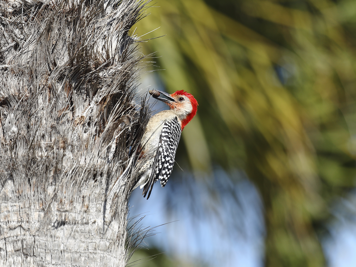 Get Rid of Woodpeckers Woodpecker Control & Management