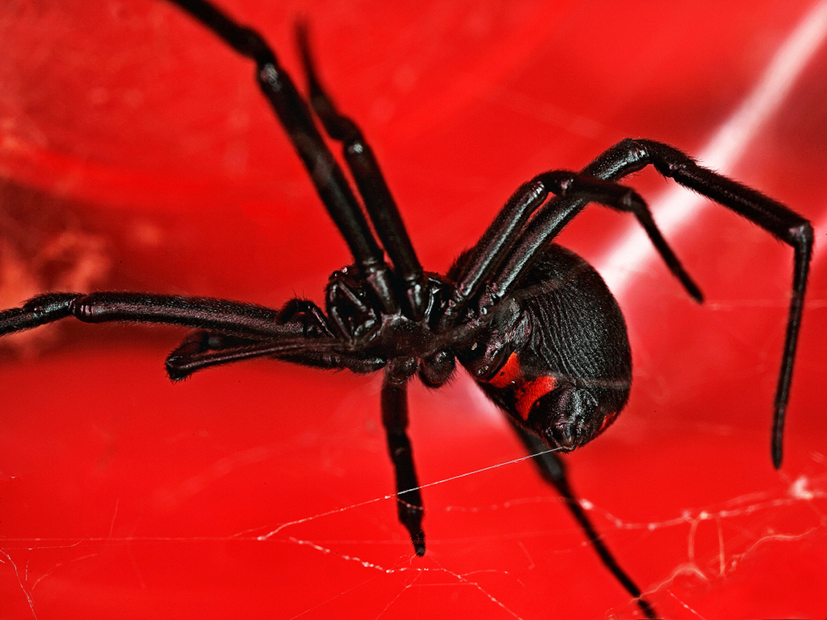 Black Widow Spiders: Facts & Extermination Information