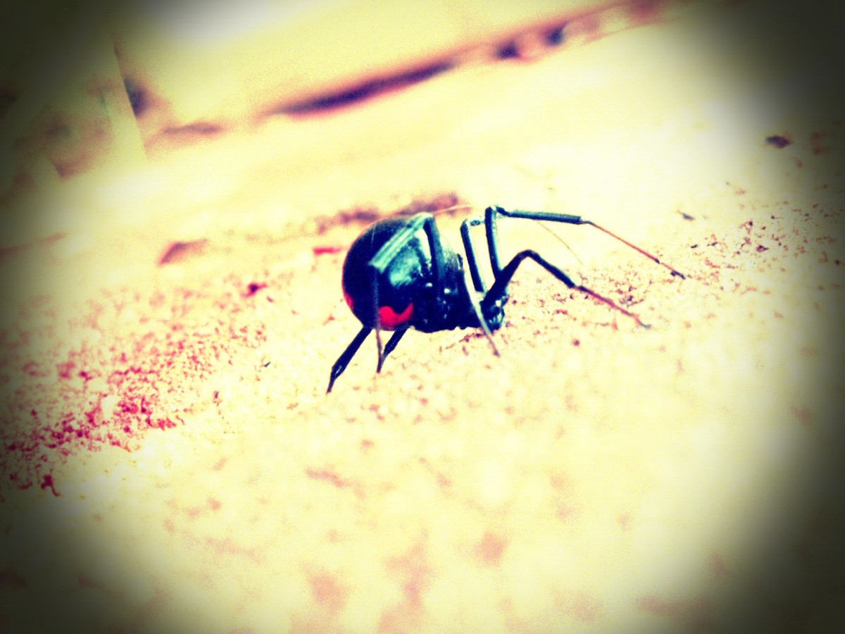 How Many Eyes Does A Black Widow Have