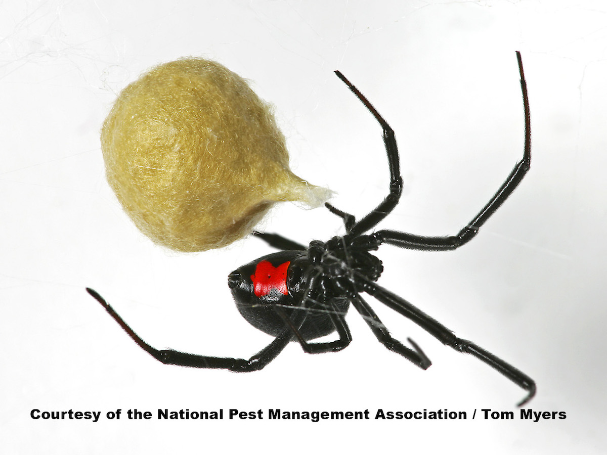 Black Widow Spiders: Facts & Extermination Information