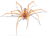 Close-up of brown recluse spider