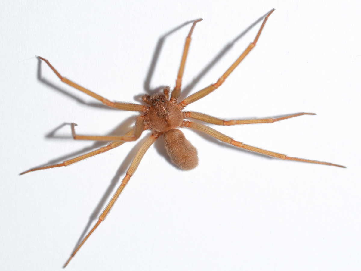 Brown Recluse Spiders Control - Information, Bites, & More