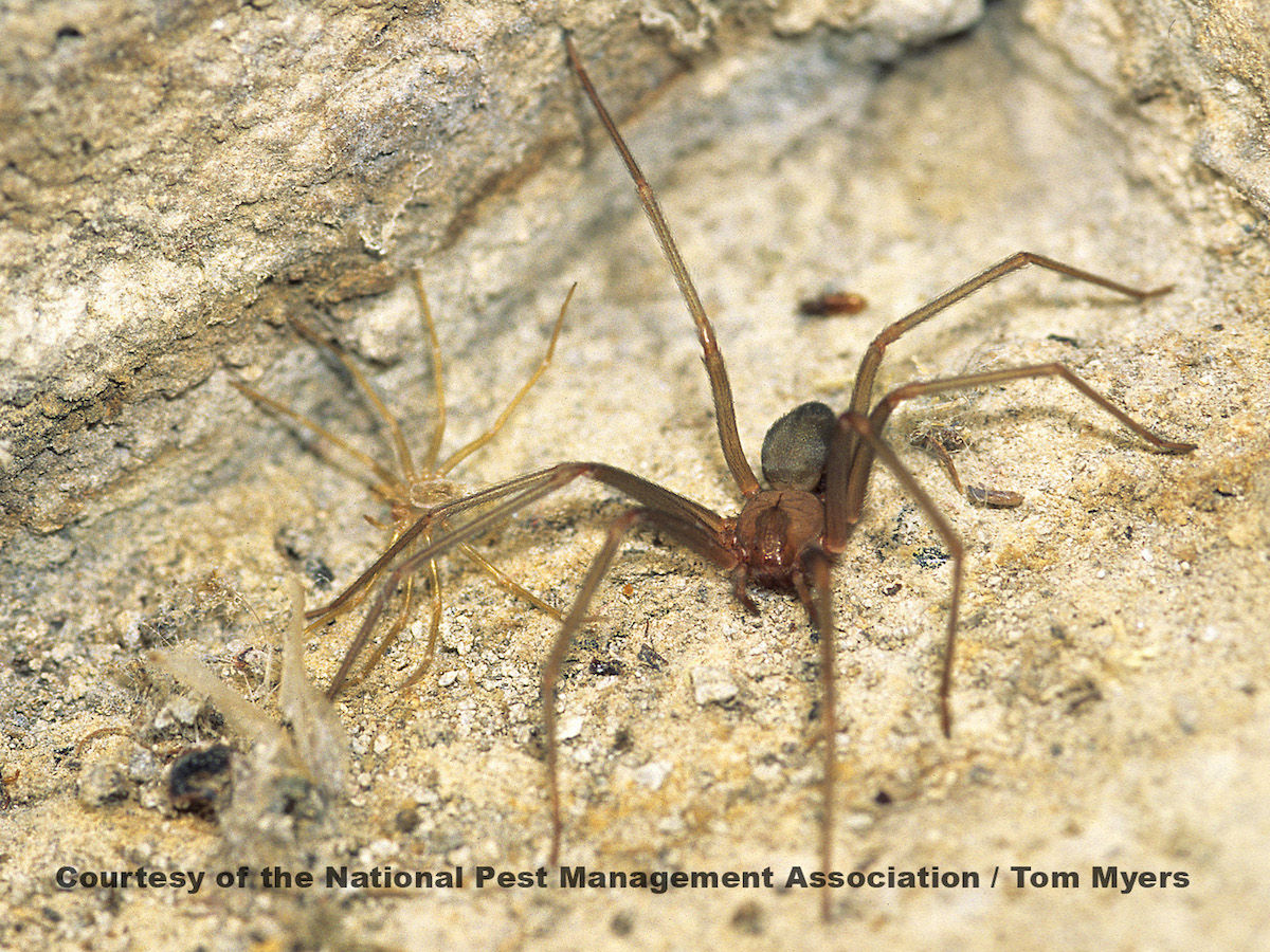 Brown Recluse Spider Where Found