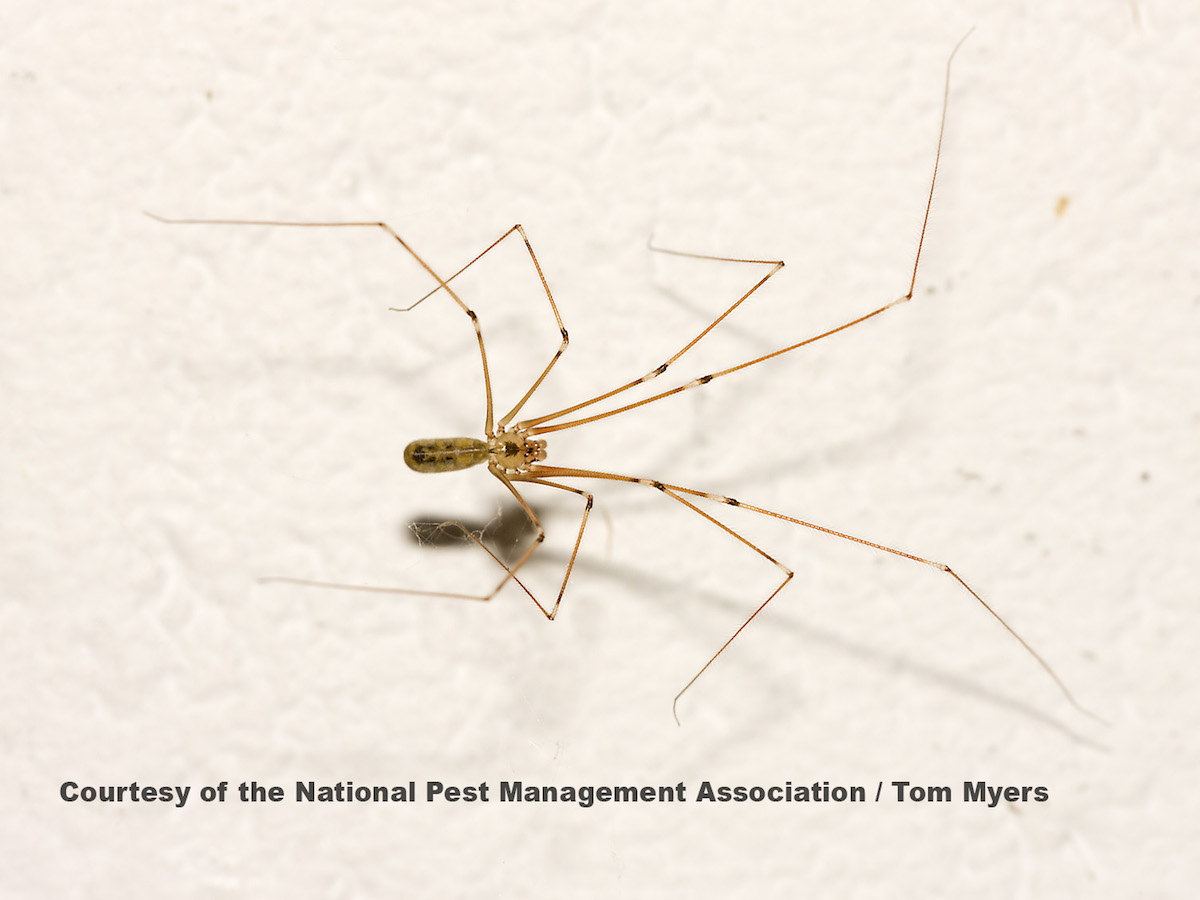 Daddy long-legs spider - Australian Geographic