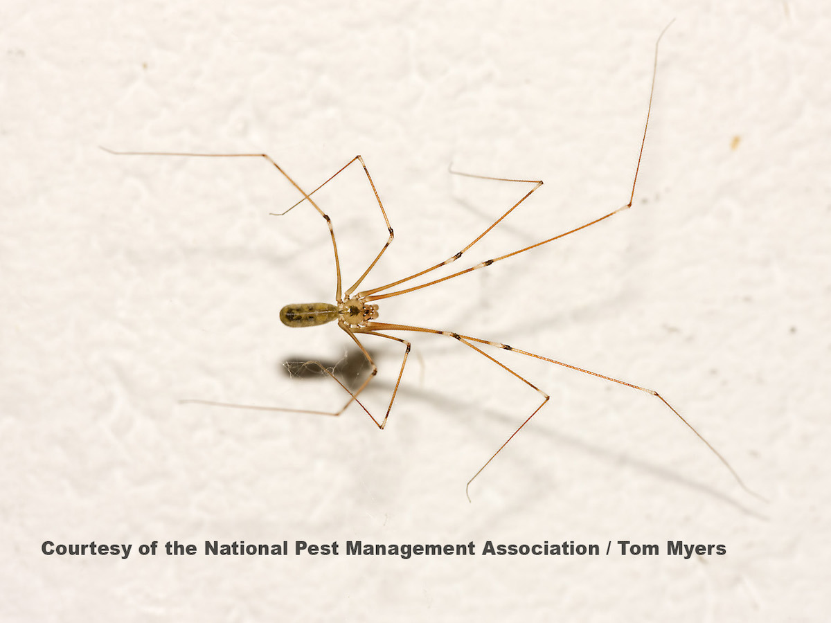 Female Daddy Long-legs Spider (Pholcus phalangioides) and eggs