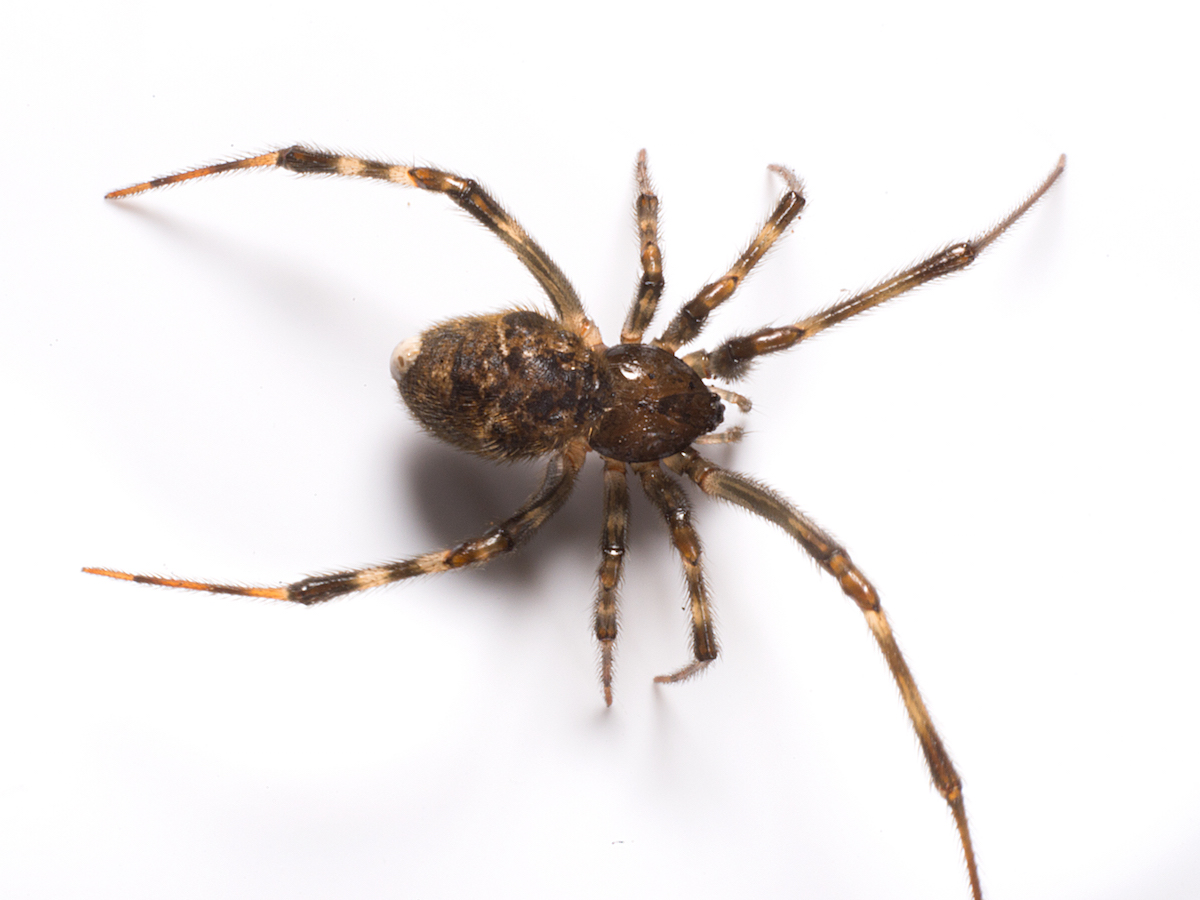 8 Facts About the Common House Spider