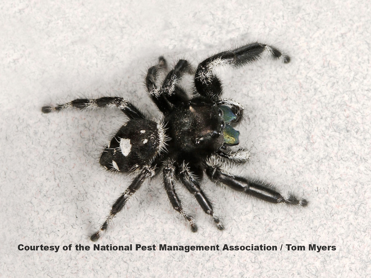 Jumping Spiders: Do They Bite? Are They Poisonous?