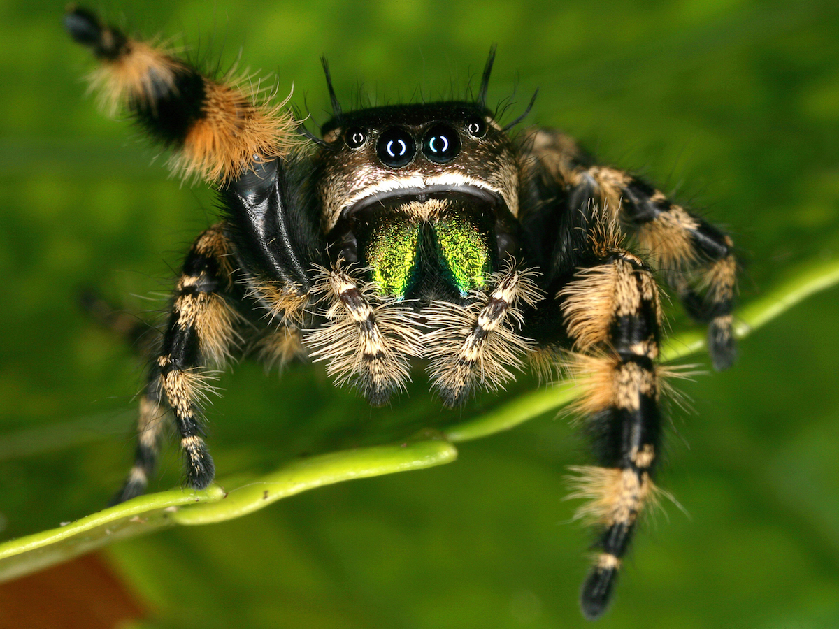 Jumping Spiders Pest Profile Pictures & Information