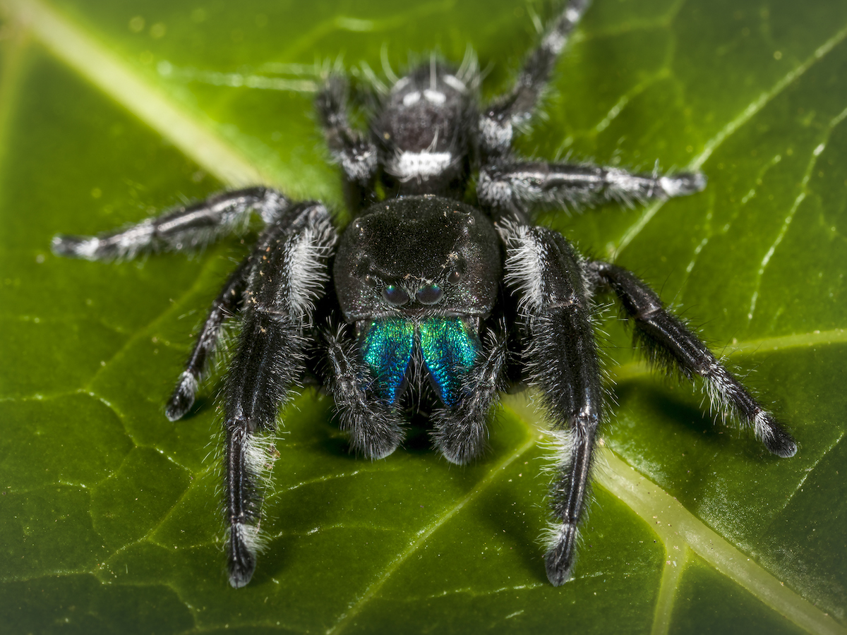 Multimedia Gallery - A bold jumping spider