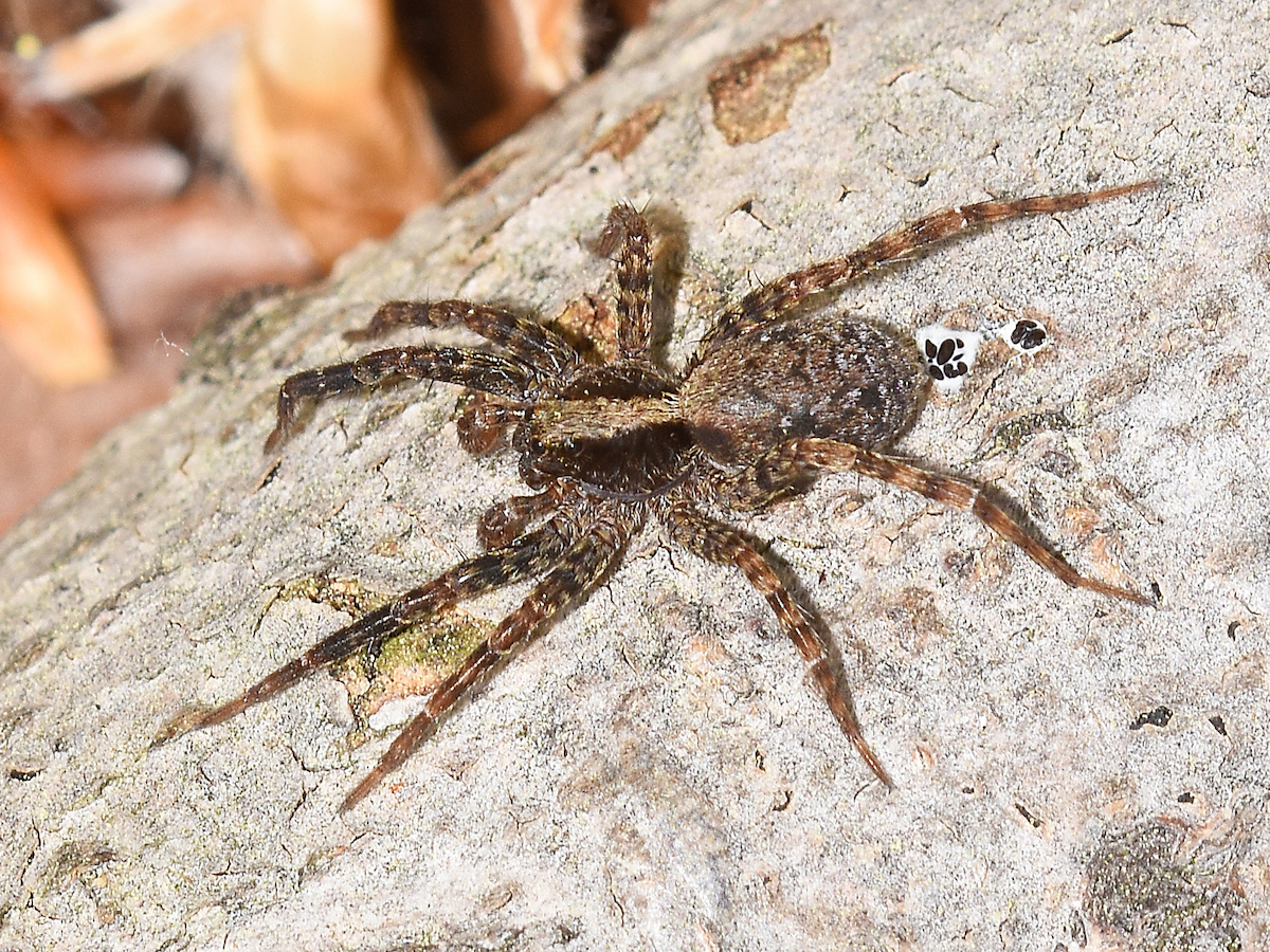 wolf spider bite