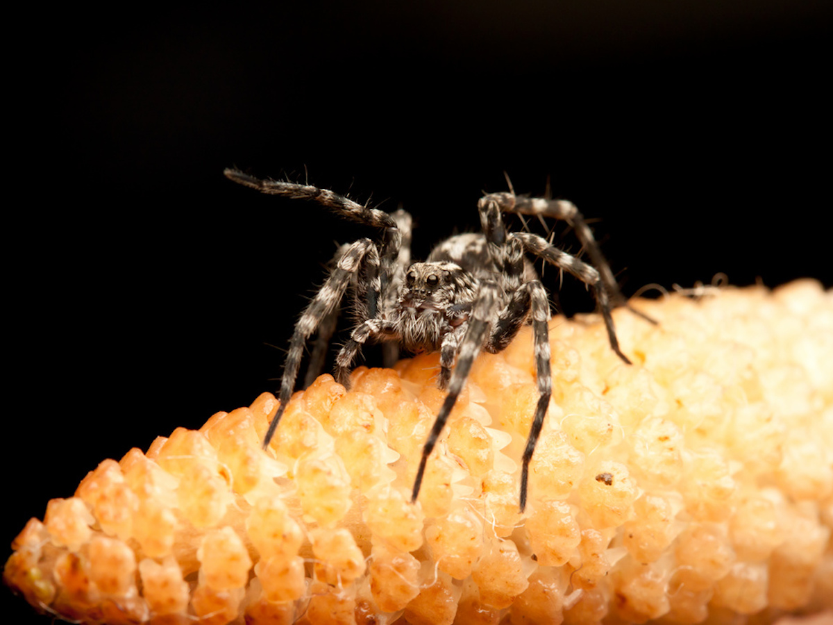 Do Wolf Spiders Bite?  Responsible Pest Control