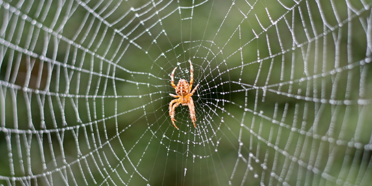 iStock_000010179043Small_spider2.jpg