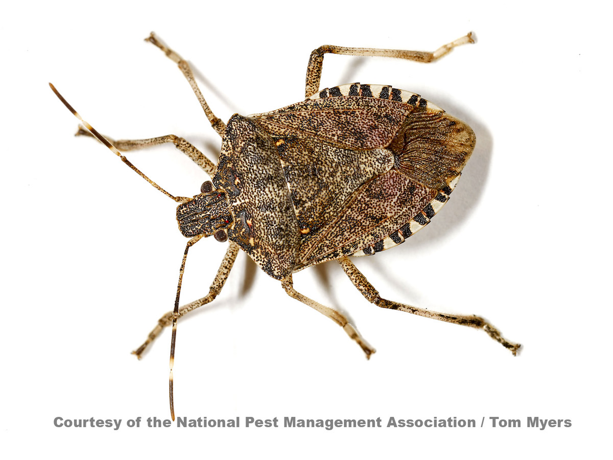 Brown Marmorated Stink Bug  _L0O9225.jpg