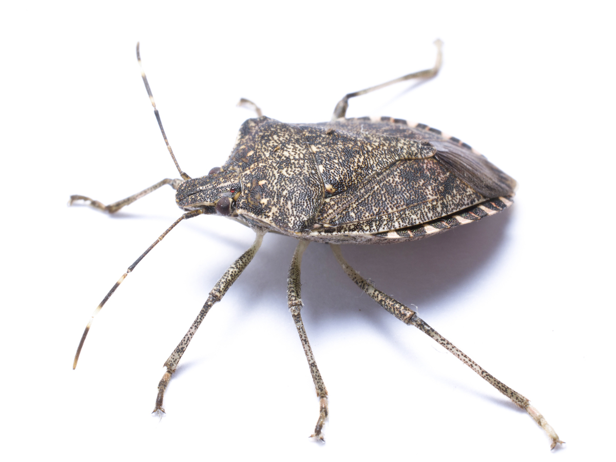 Brown marmorated stink bug from side white.jpg