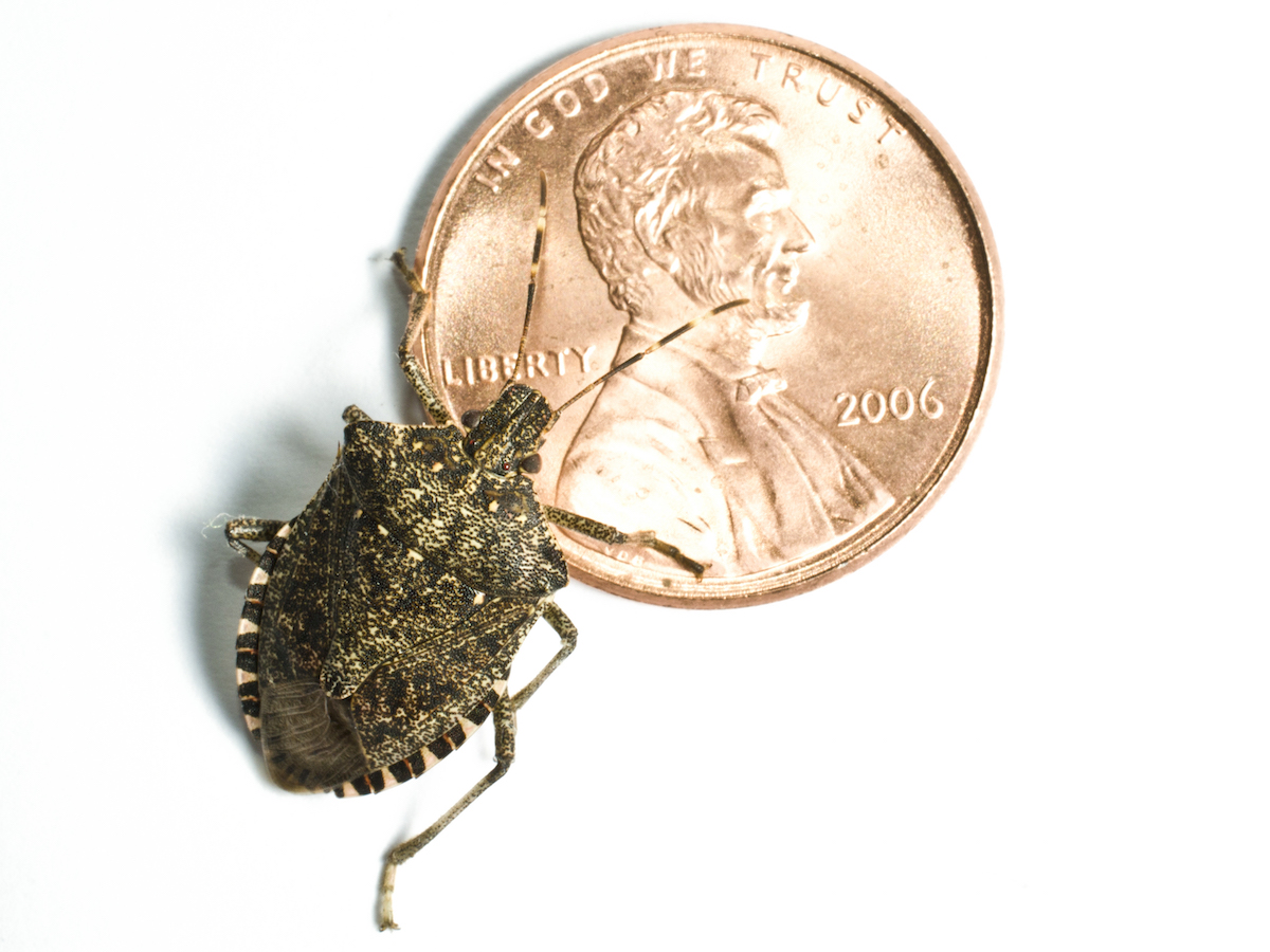 https://www.pestworld.org/media/561858/brown-marmorated-stink-bug-no-text-white.jpg