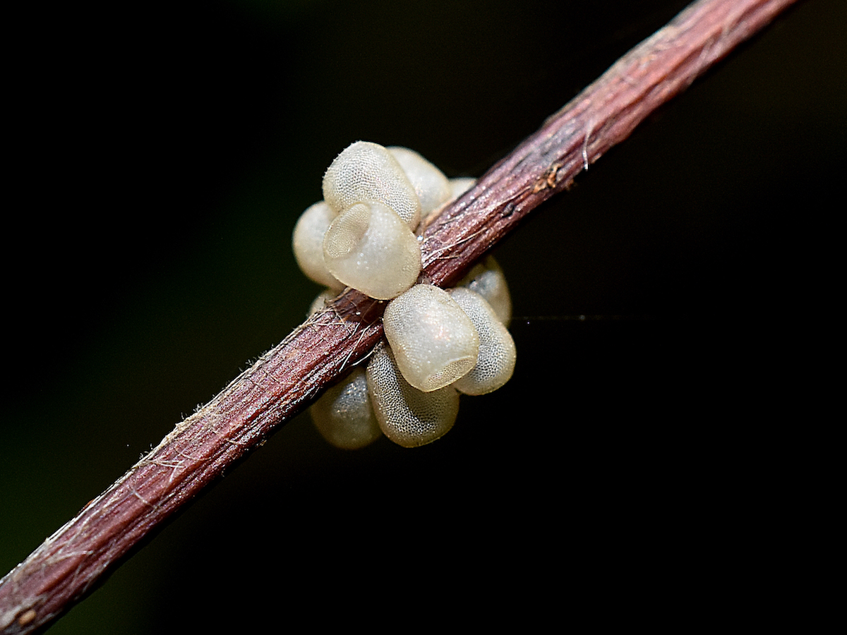 Empty stink bug eggs on a branch.jpg