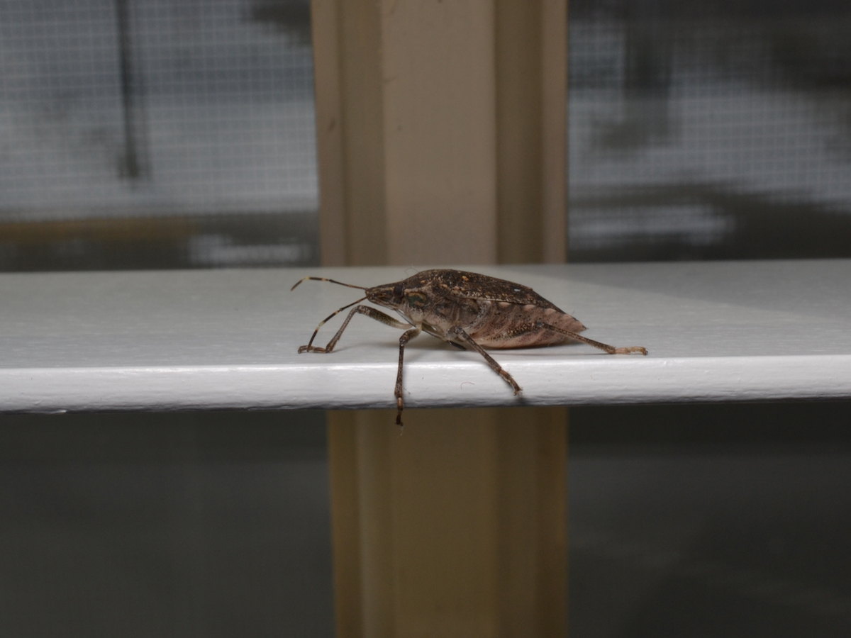 Stink bug on blind (1).jpg