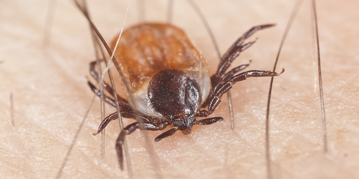 A close-up of a tick on someone's skin