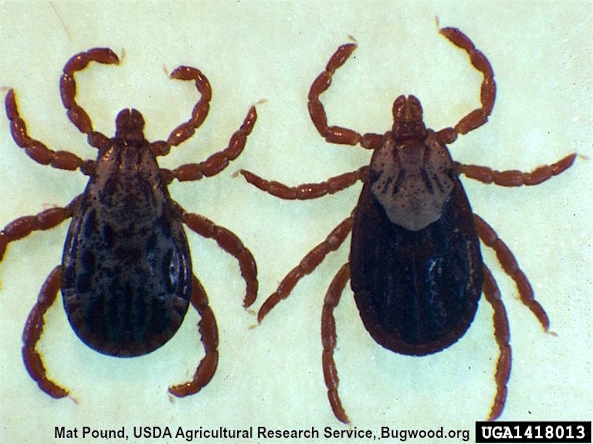 Rocky Mountain Wood Tick_InsectImages.org.jpg (1)