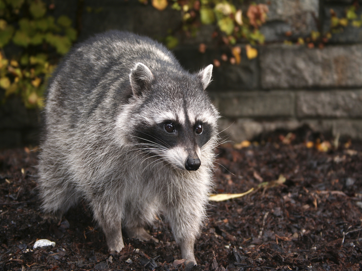 how do raccoons survive winter