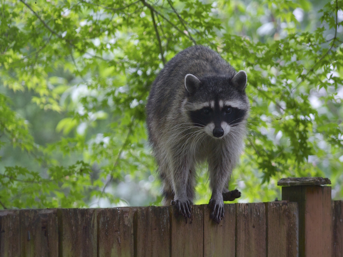 How To Get Rid Of Raccoons Raccoon Facts Photos Control