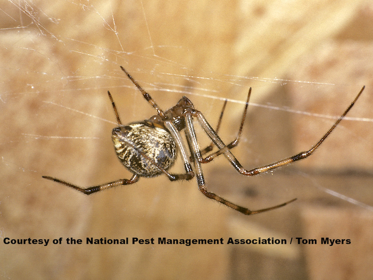 common house spider